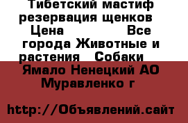 Тибетский мастиф резервация щенков › Цена ­ 100 000 - Все города Животные и растения » Собаки   . Ямало-Ненецкий АО,Муравленко г.